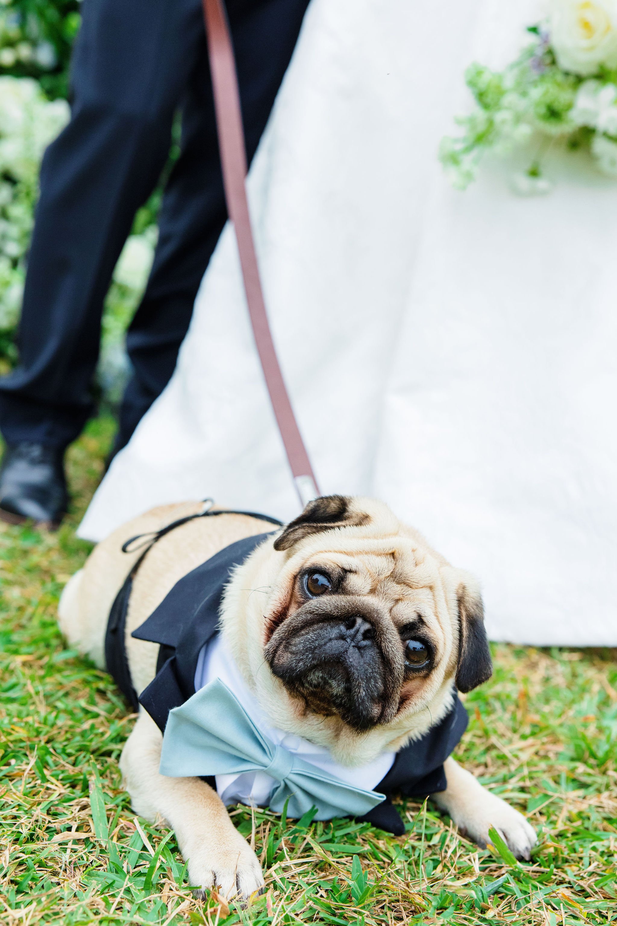 pug in bowtie for wedding on jekyll island