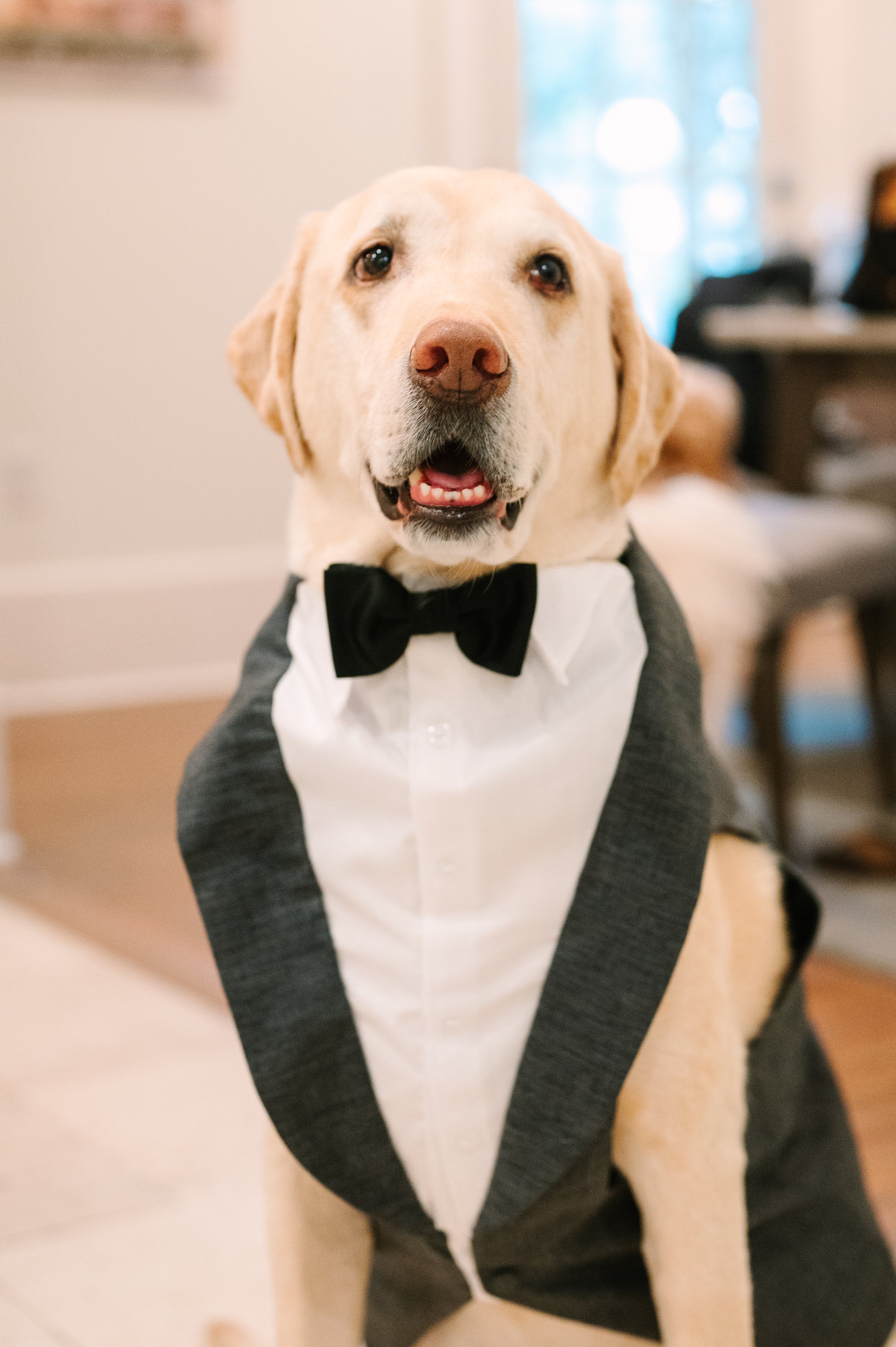 dog at wedding in tuxedo