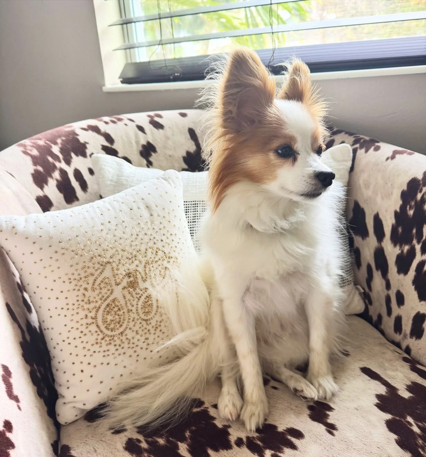 What do you think is going thought Spritz&rsquo;s mind? 

🎁How many times can I bark at the mail man and every single person who walks by while still staying off the naughty list? 
💀How much damage could I do with a bag of coal to mom&rsquo;s white