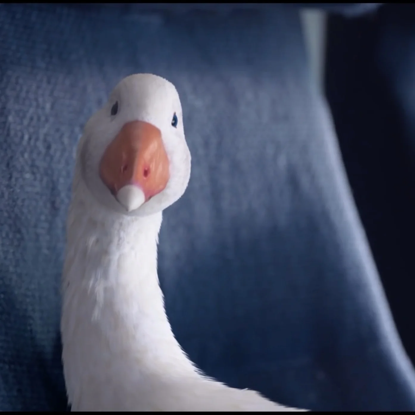 Air New Zealand