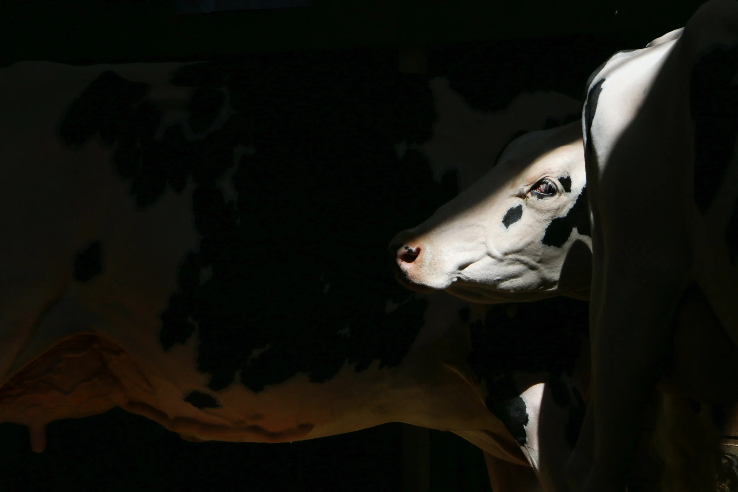 state fair-76.jpg