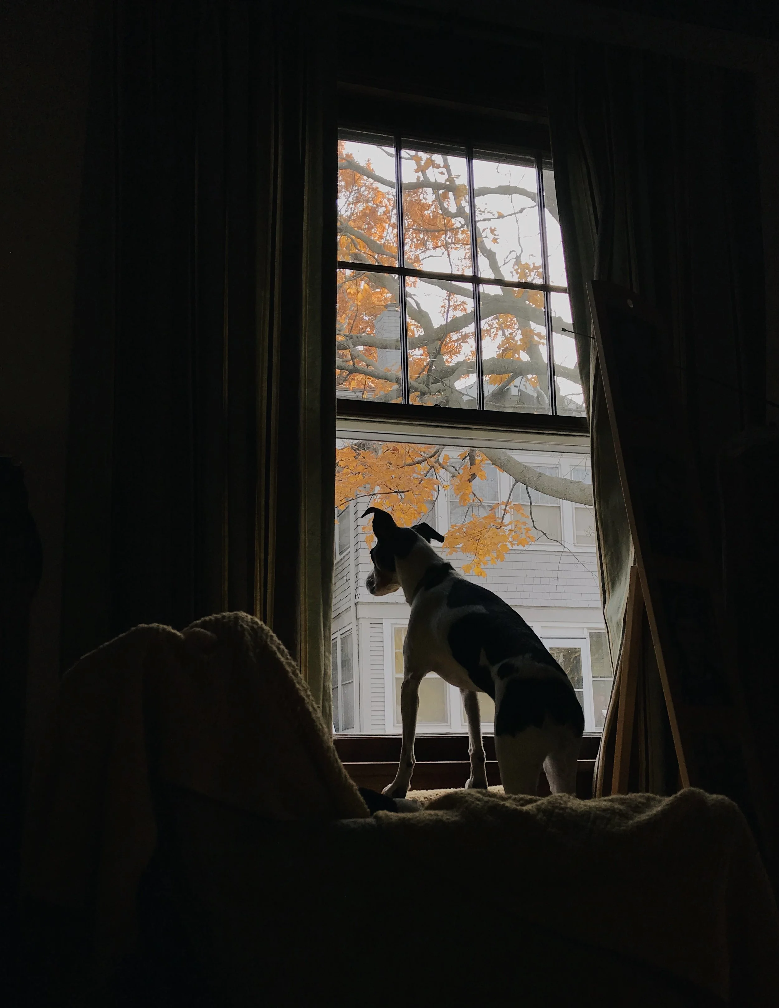  Watching for squirrels. October 24, 2018. iPhone 7. 