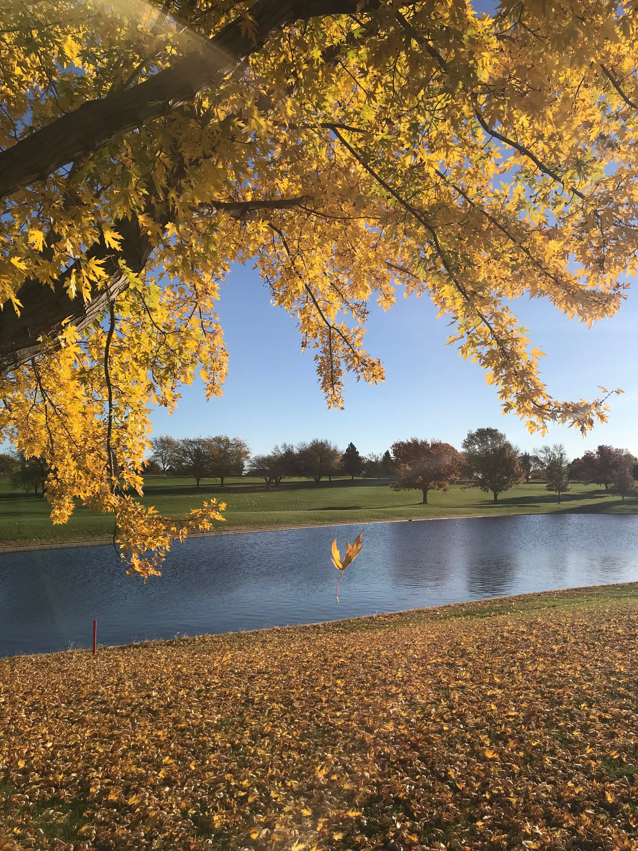  Falling leaf. October 28, 2018. iPhone 7. 