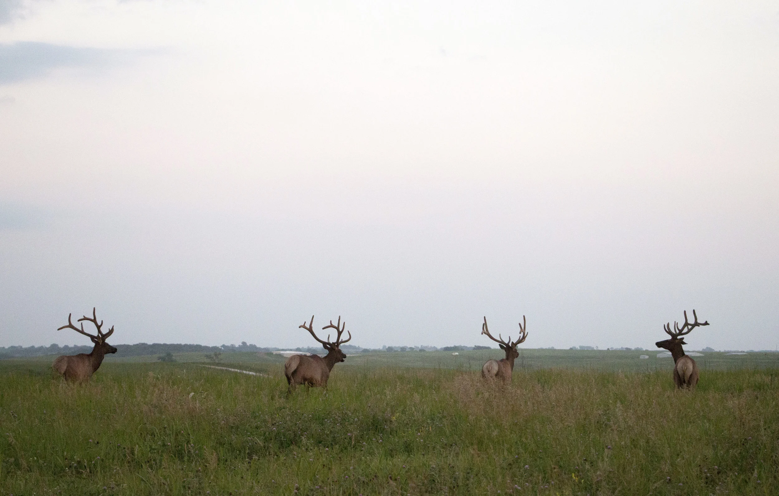 Elk, Neal Smith Wildlife Refuge.