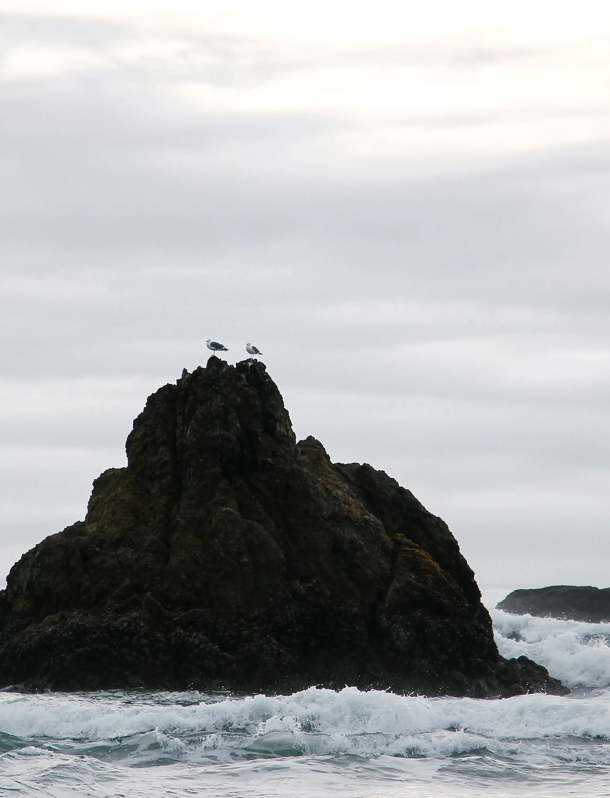 Seagulls, Pacific Ocean.