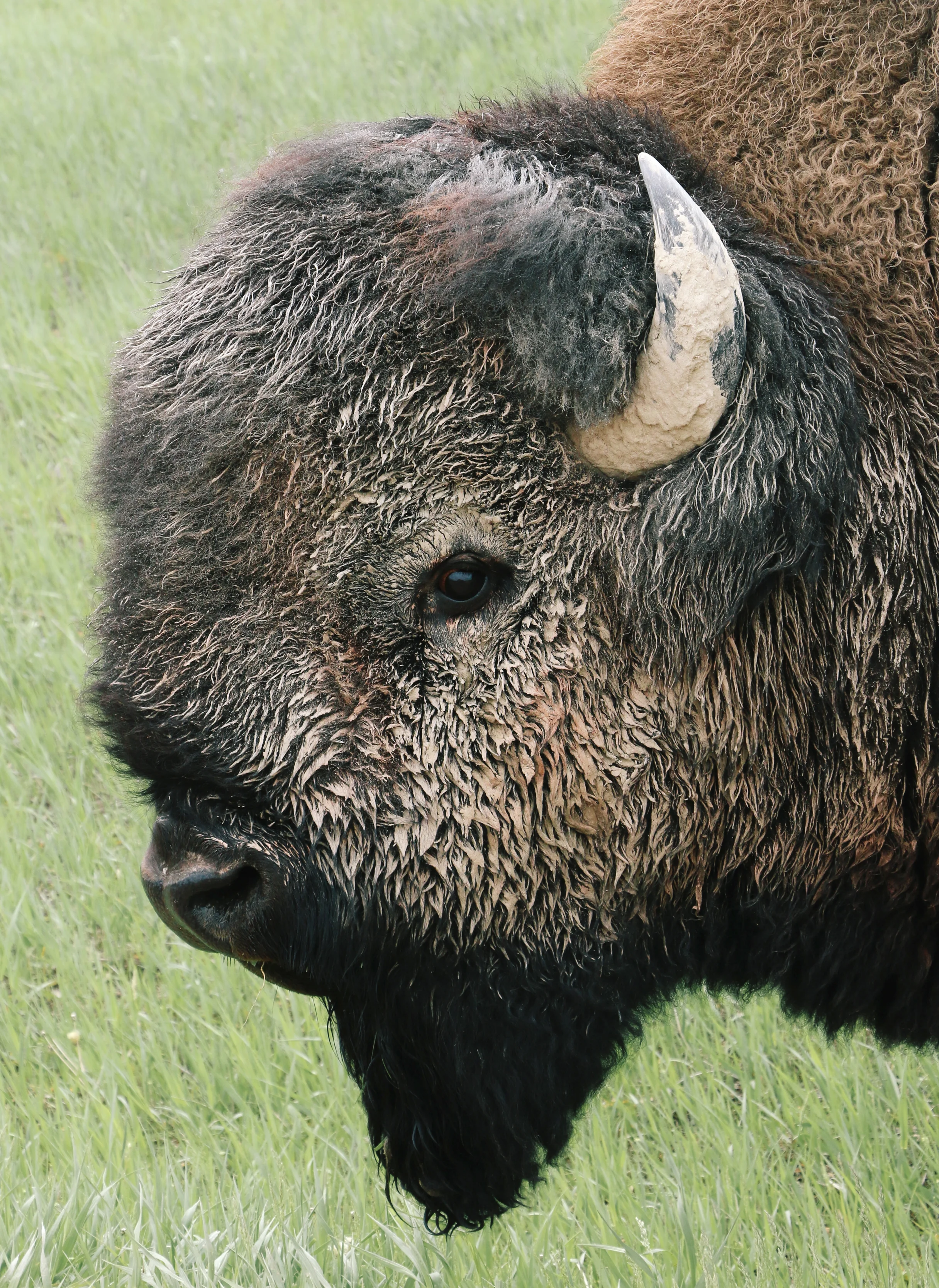 Bison, Badlands National Park.