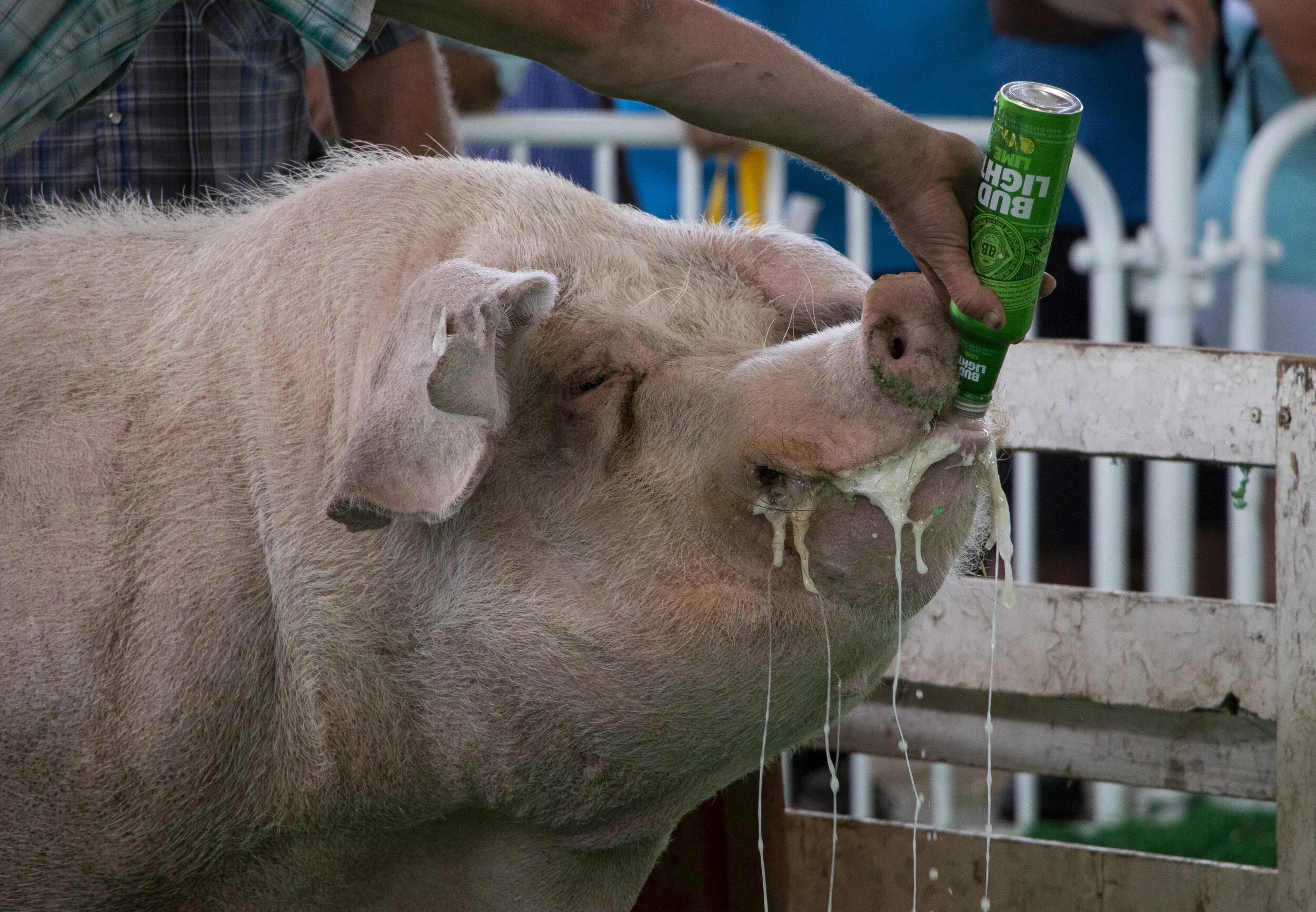  A contestant in the Iowa State Fair’s Big Boar contest is given a Bud Light Lime before being weighed on Aug. 8, 2019.  