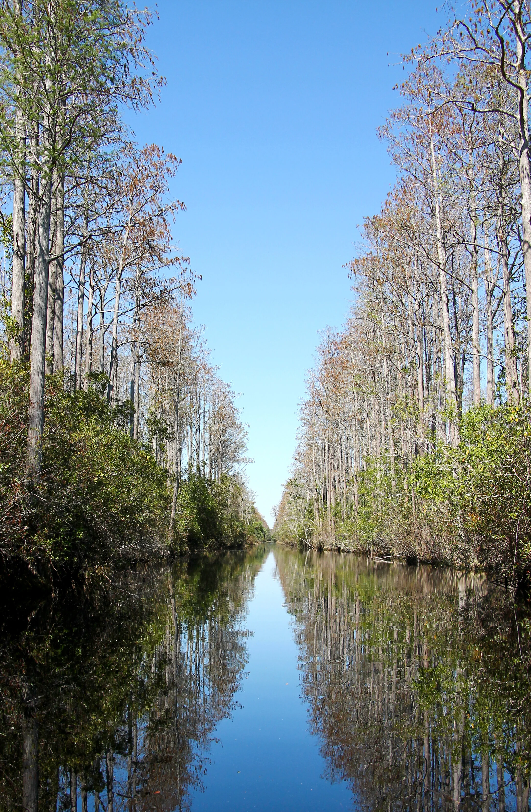 Into the swamp, Okefenokee National Wildlife Refuge, Georgia