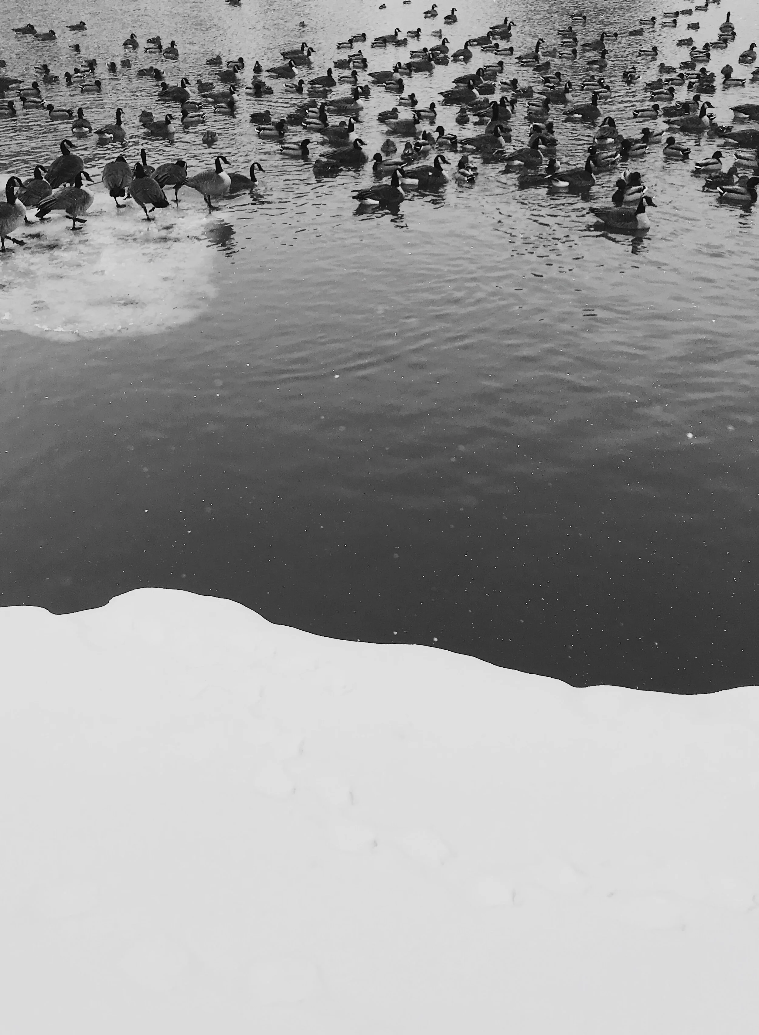  Geese. Feb. 7, 2020. iPhone 7.  