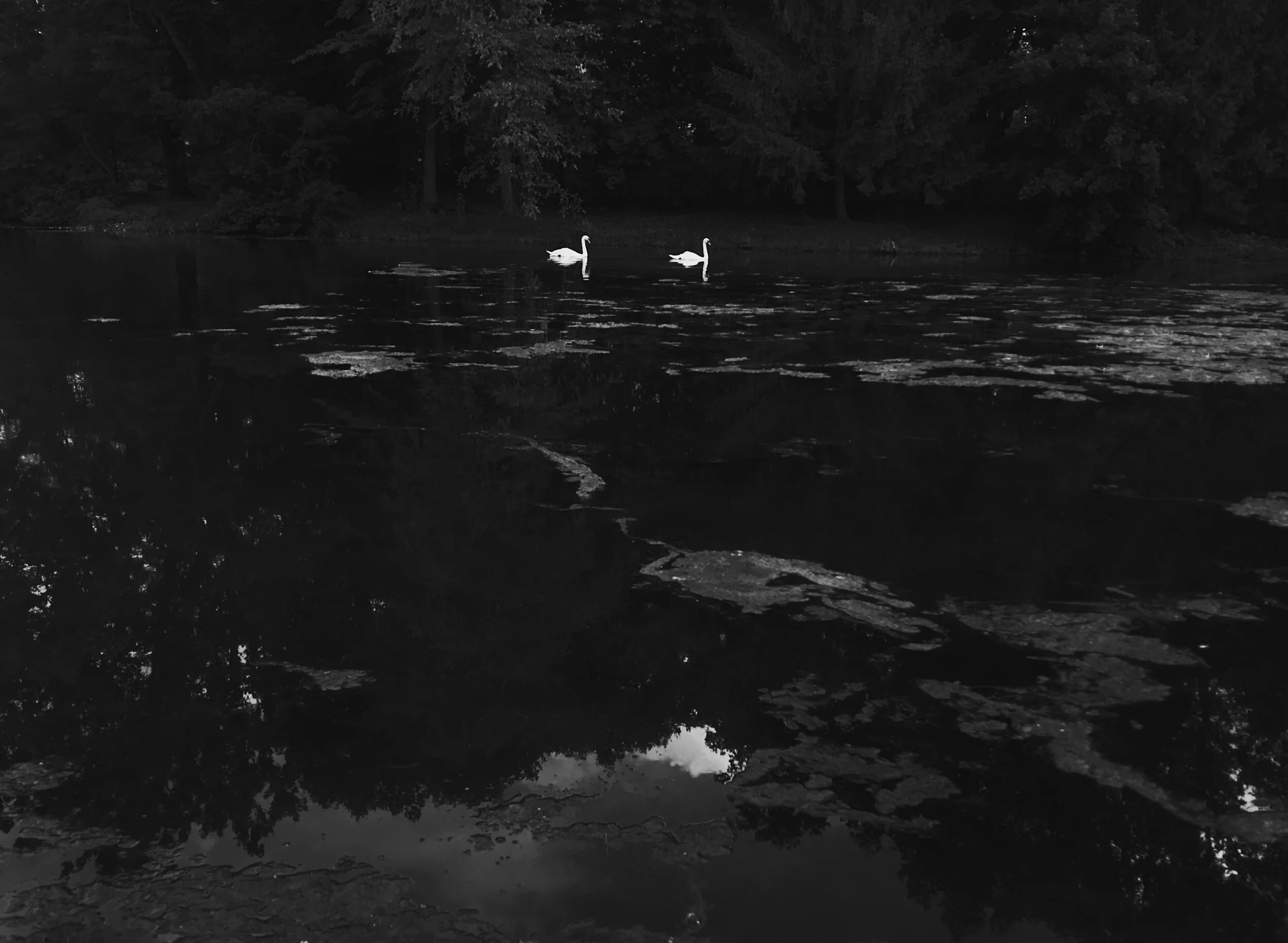  Lancelot and Elaine. July 31, 2020. iPhone 7. 