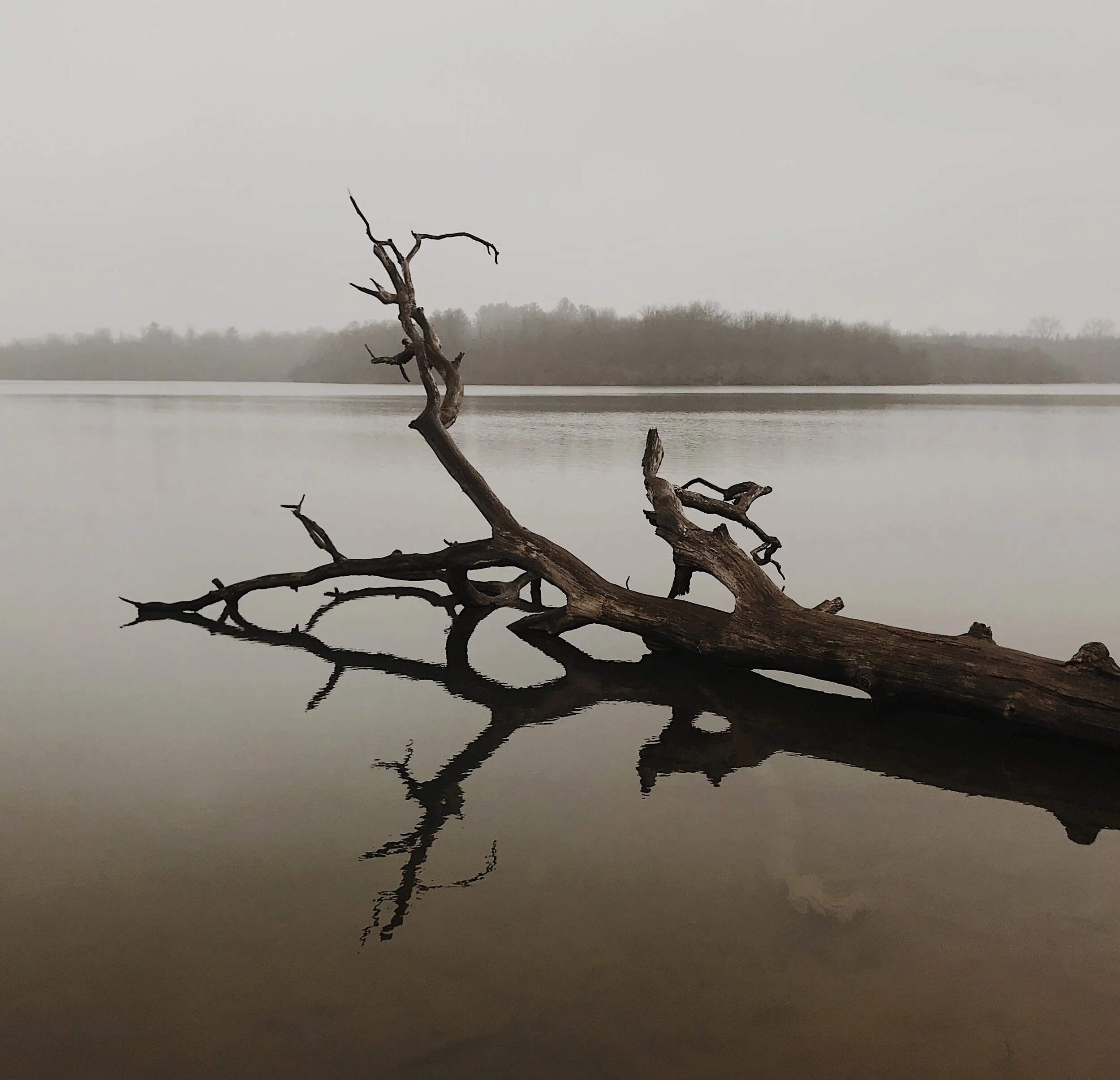  Fog. March 26, 2020. iPhone 7. 