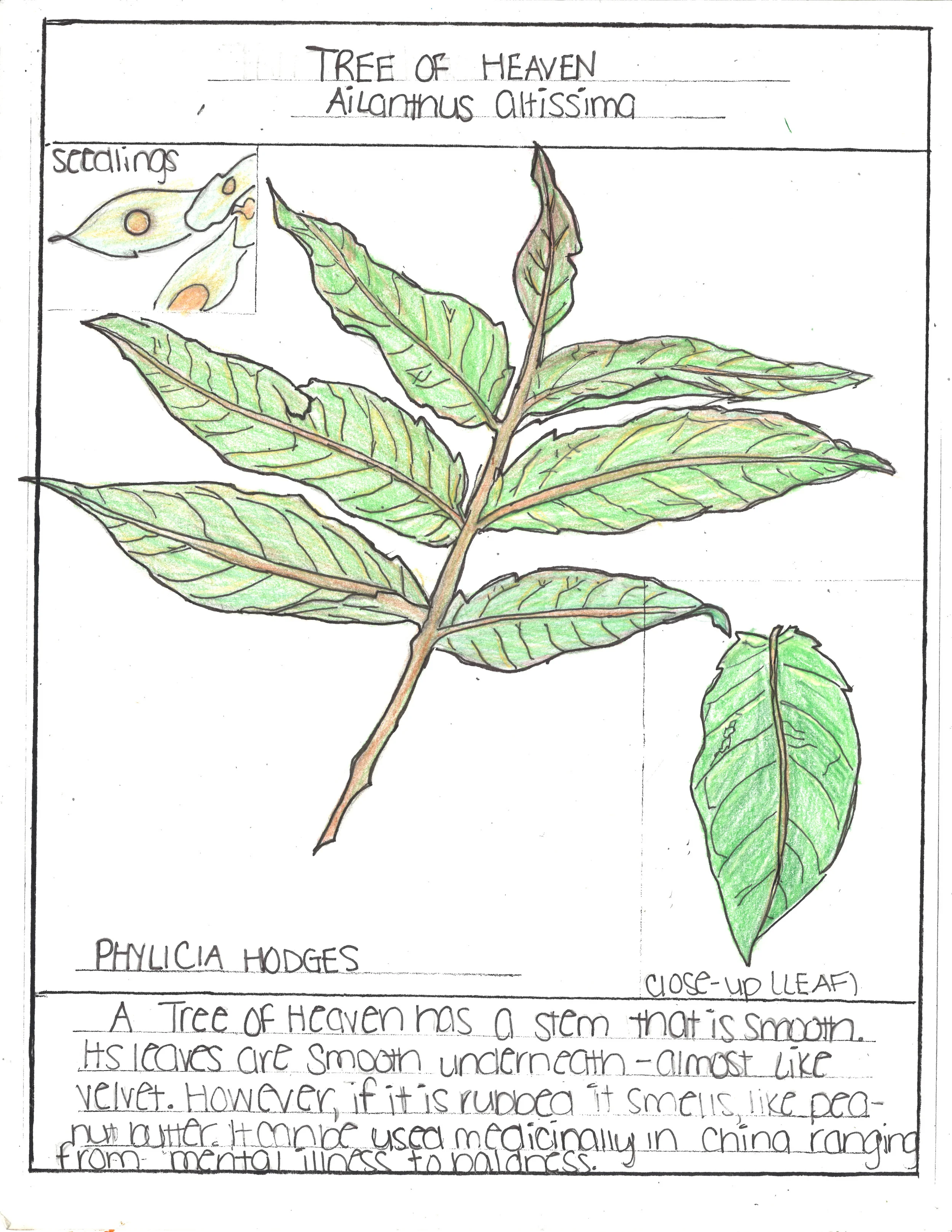 treeofheaven_20130806093236_00001.jpg