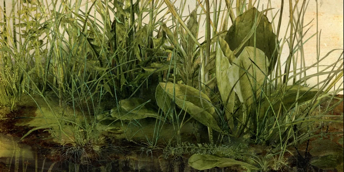 DURER WEEDS.jpg