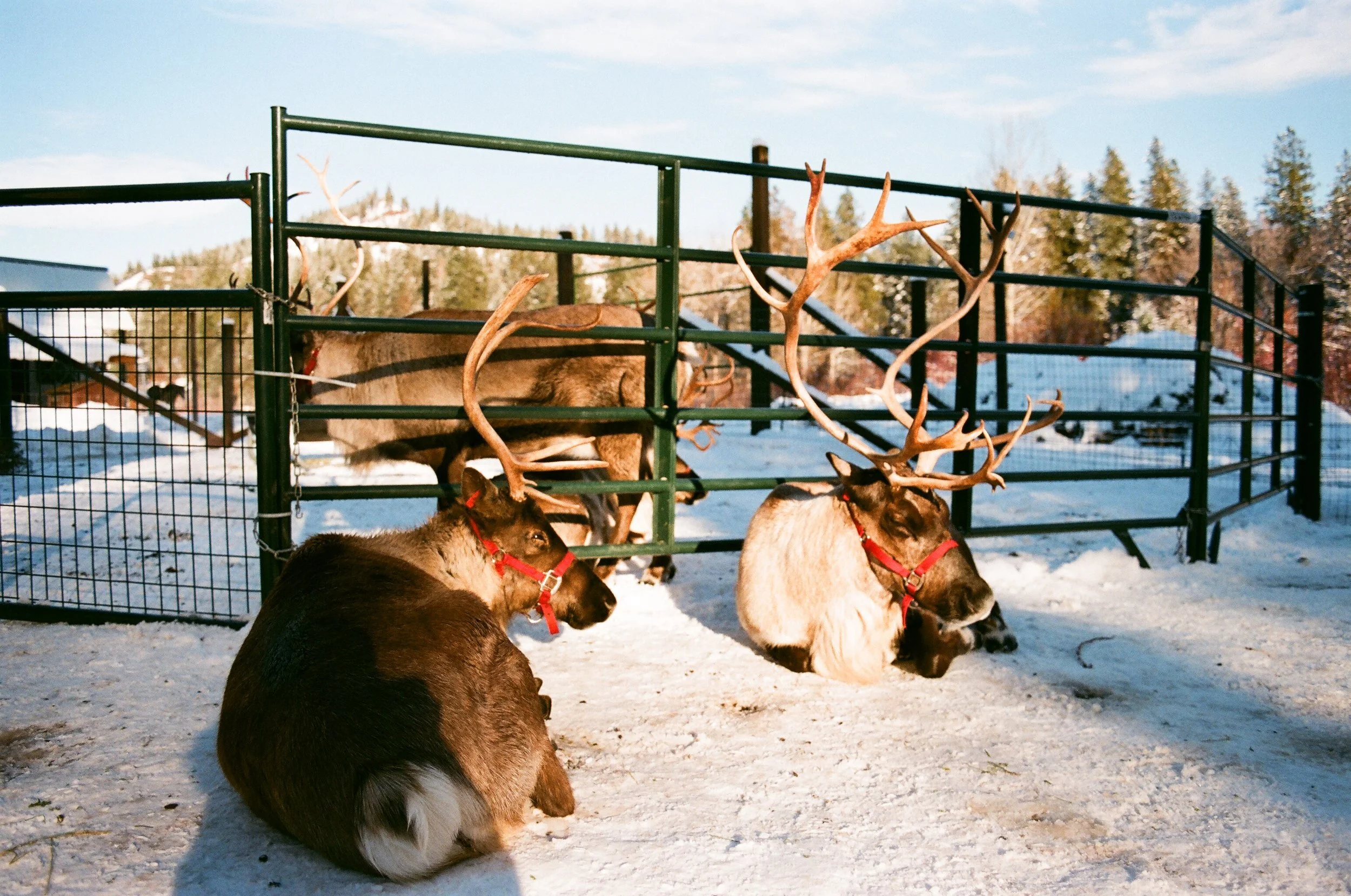 Leavenworth Reindeer Farm