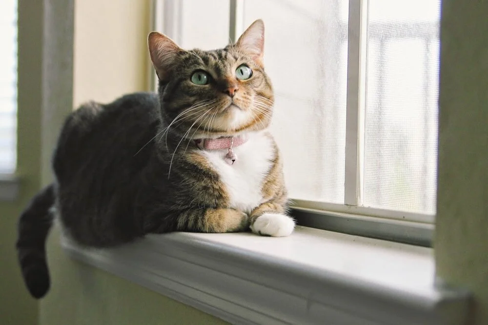 Letter to a Stranger