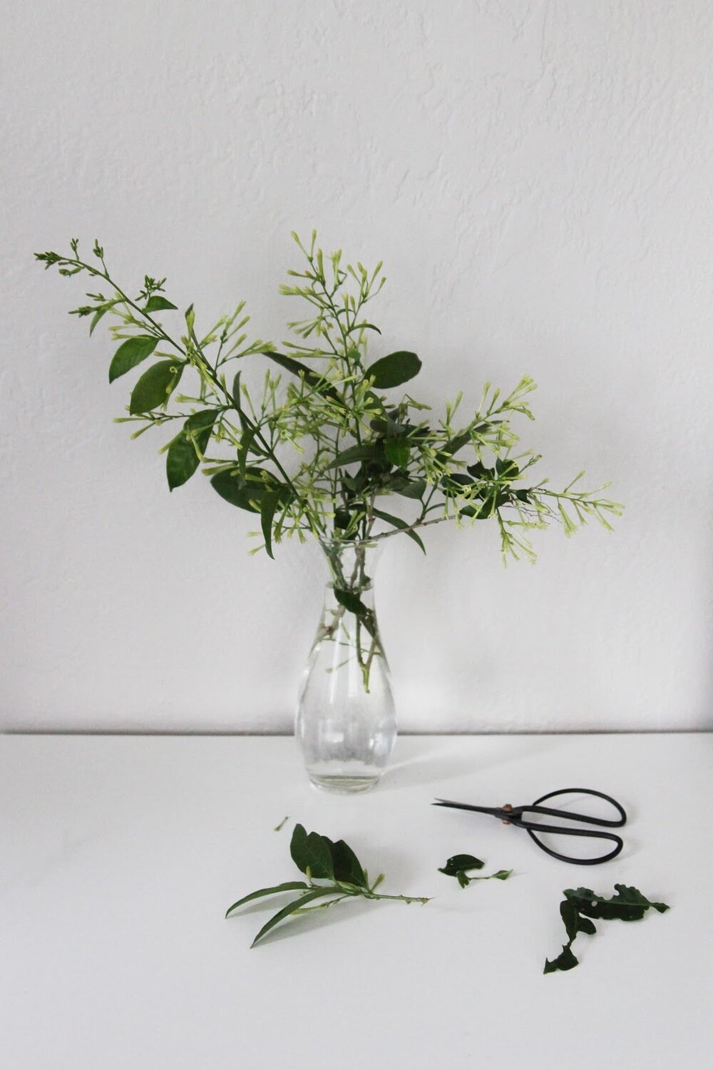 The Tale of the Lady of the Night