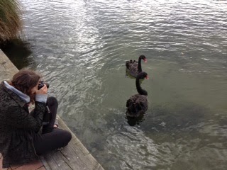 Black swans in Lake Rotorua
