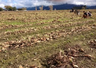 Shallot field