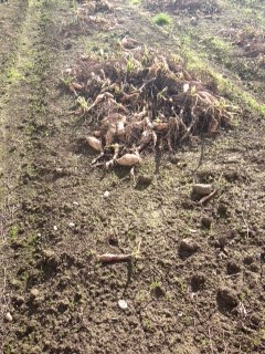 Shallots