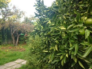 Apple and Lemon (?) Trees