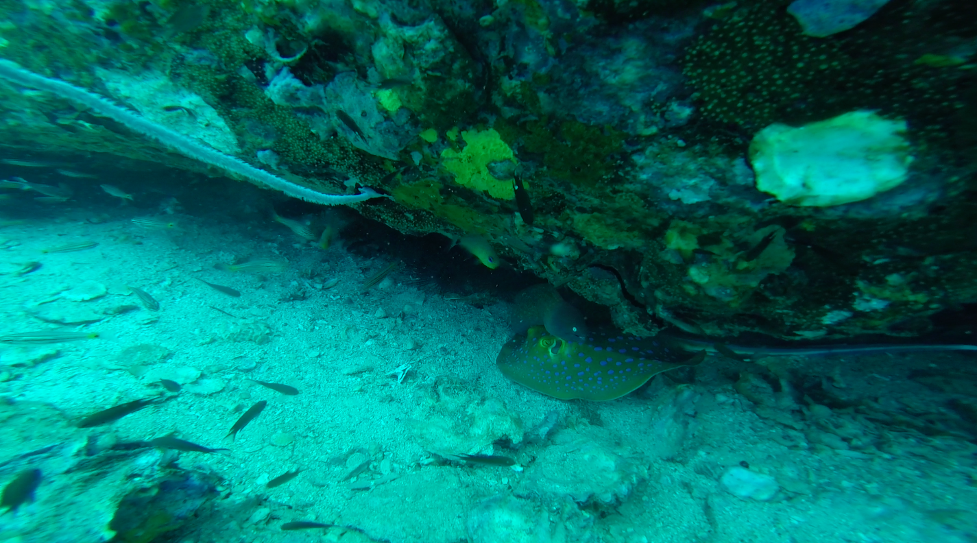 Stingray and Moray Eel