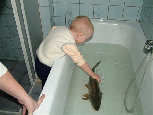 Photo of carp in a bathtub taken from 52insk.com. It is traditional to buy your Christmas carp while it's still swimming, keep him in your bathtub, and then serve him for dinner