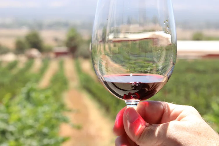 A Toast To The Guadalupe Valley