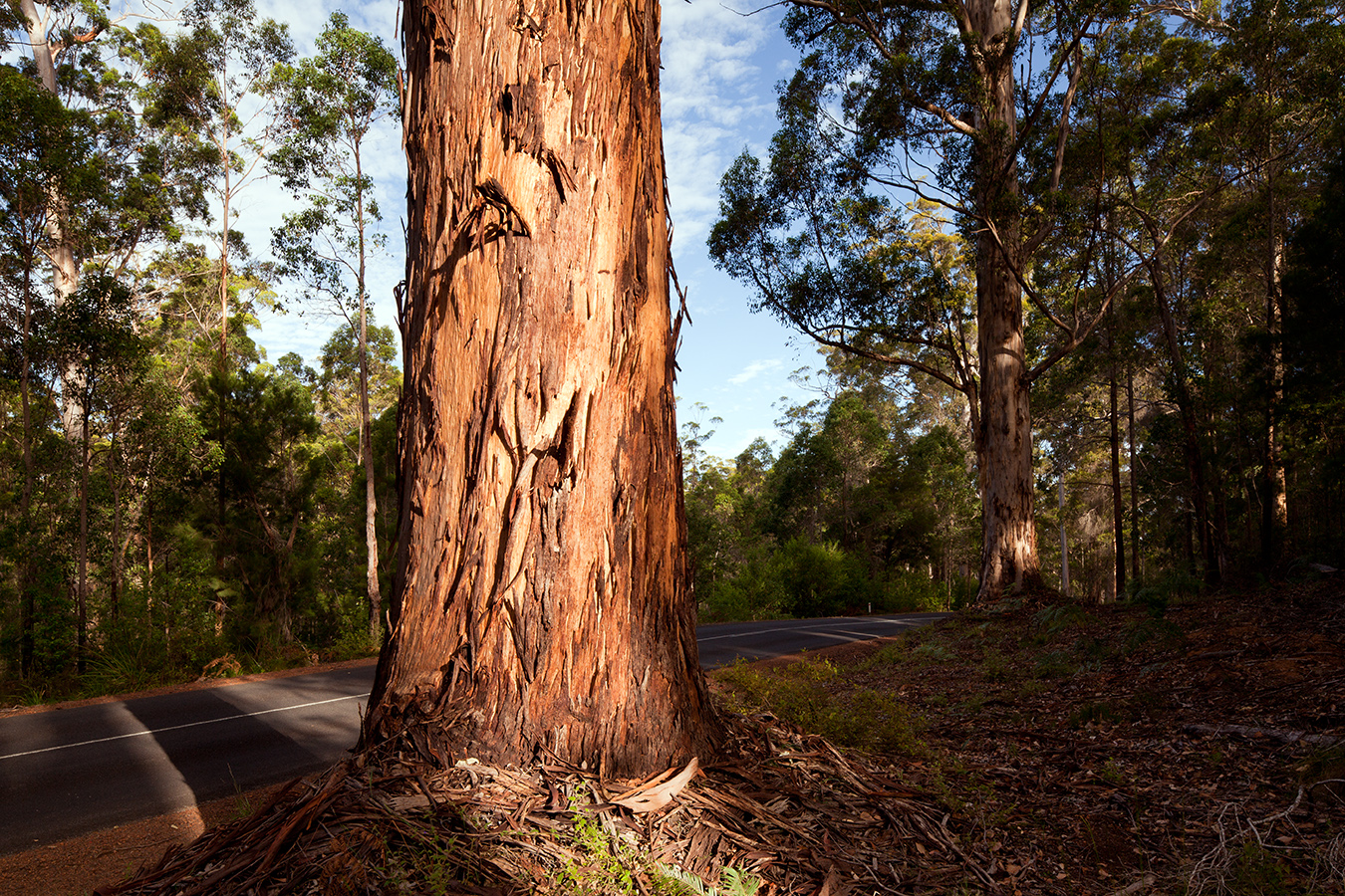 Fine art landscape photography australia trees WA.jpg