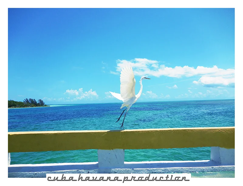 CAJO COCO 15.jpg
