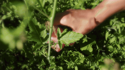 ezgif-4abddf52e38211.gif