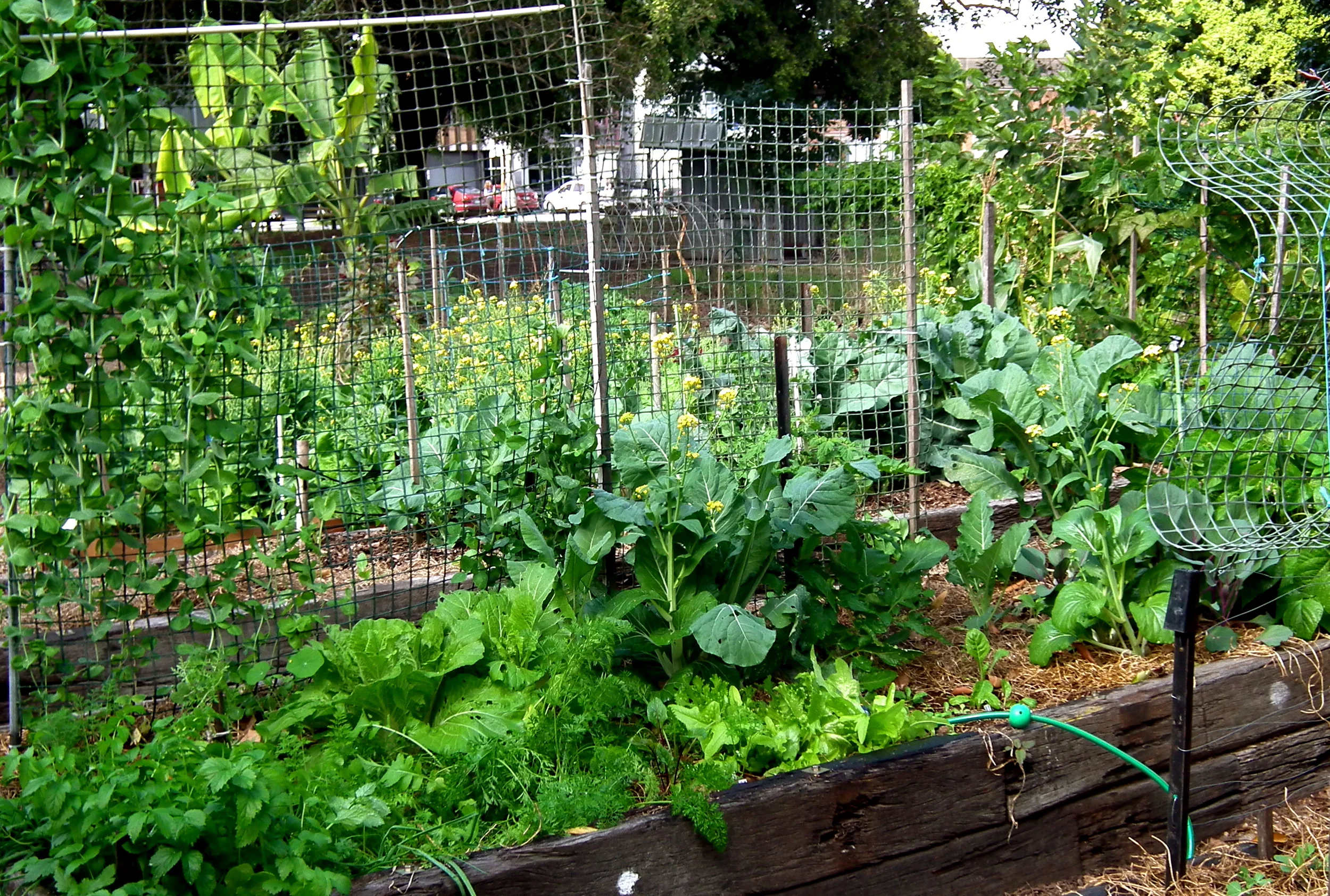 jane street community garden.jpg