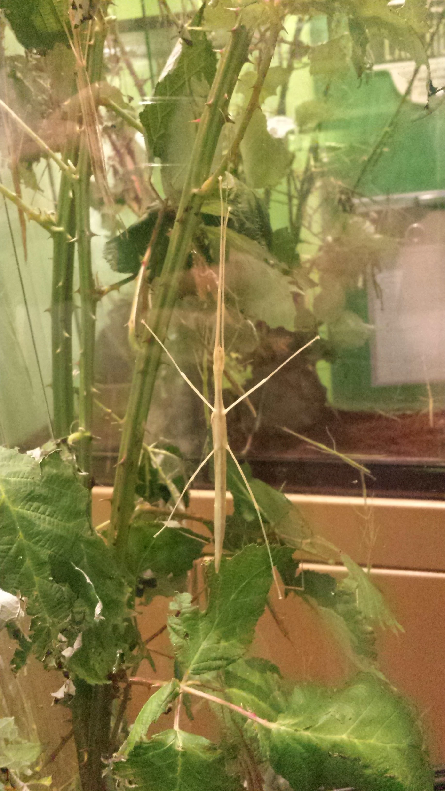 20160622_152531.jpg