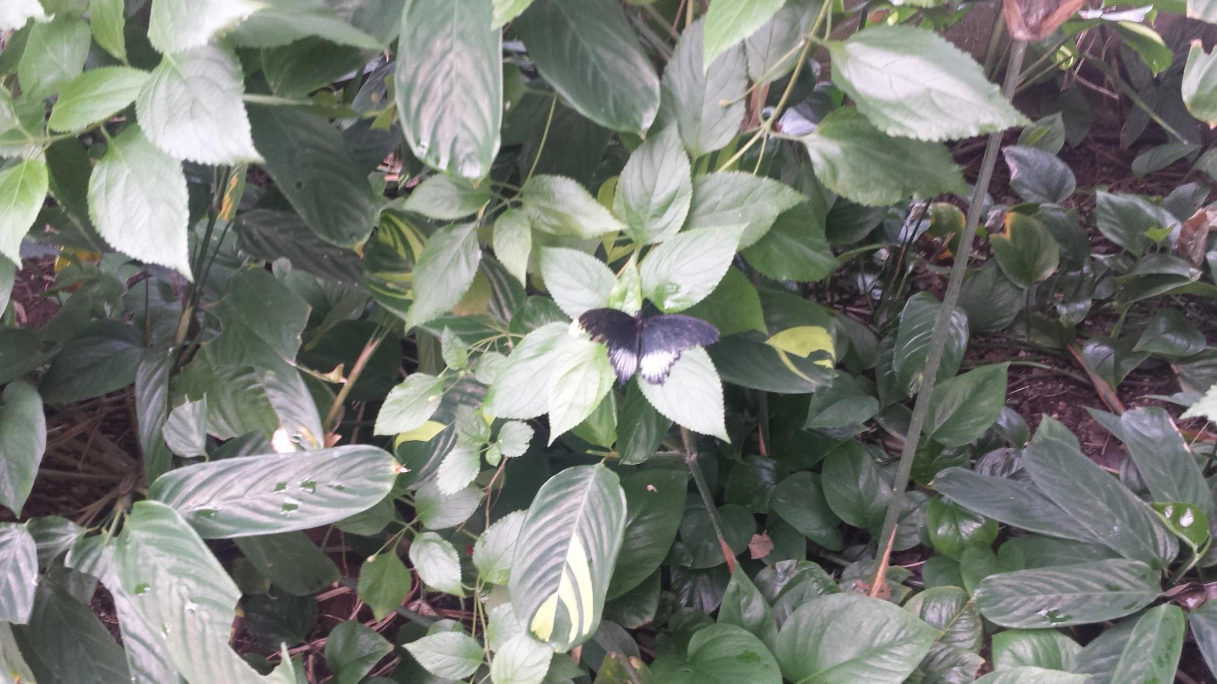 20160623_123940.jpg
