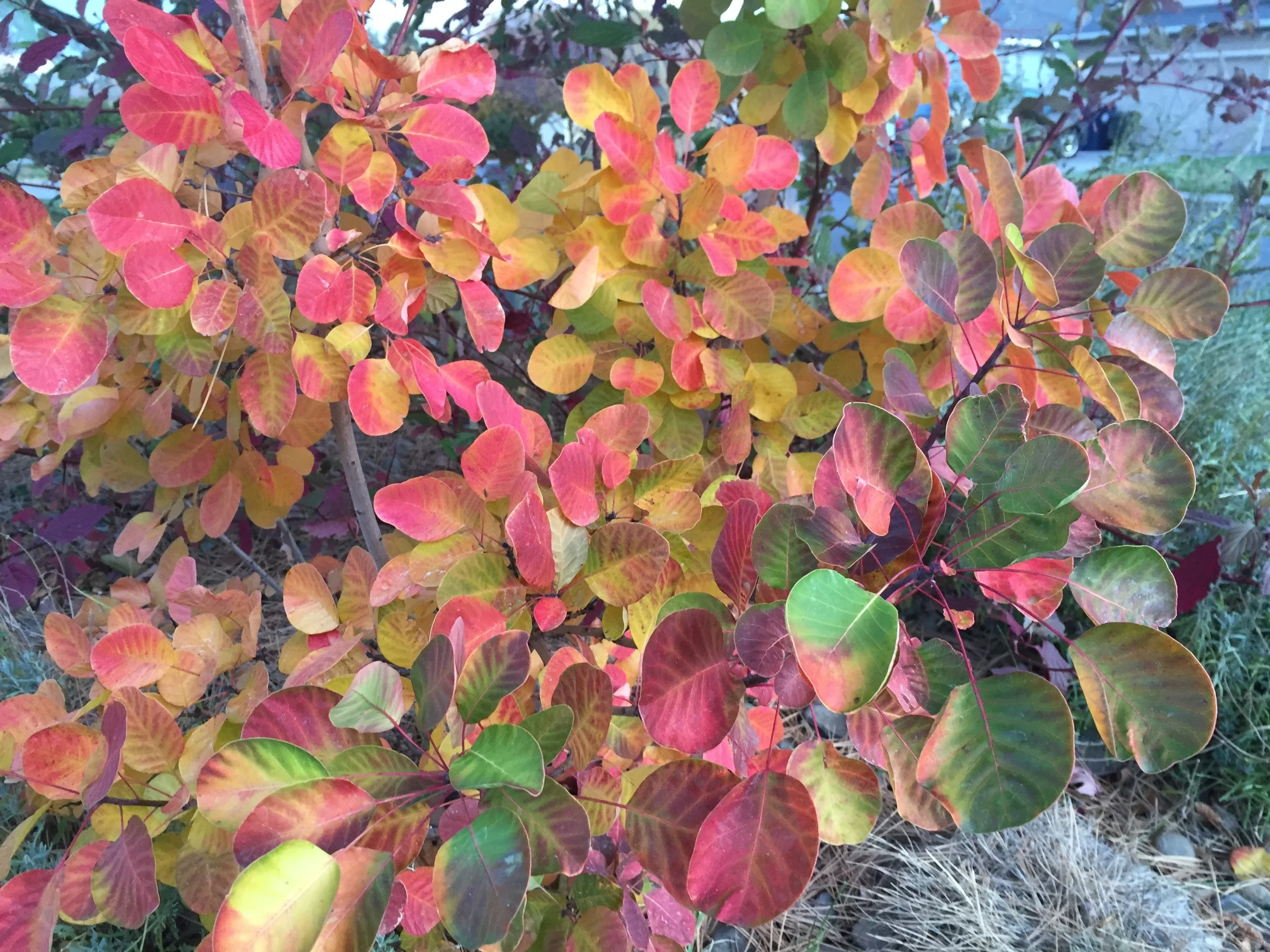 Golden Spirit Smokebush Fall Color (Cotinus coggygria 'Golden Spirit')