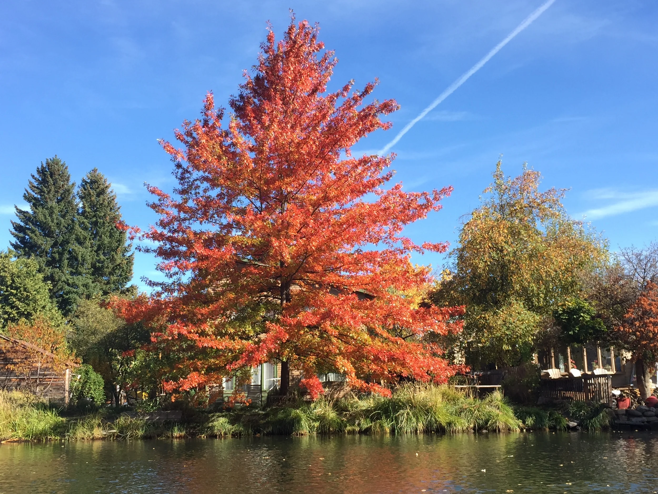 Pin Oak (Quercus palustris) on Deschutes River in Bend, OR.