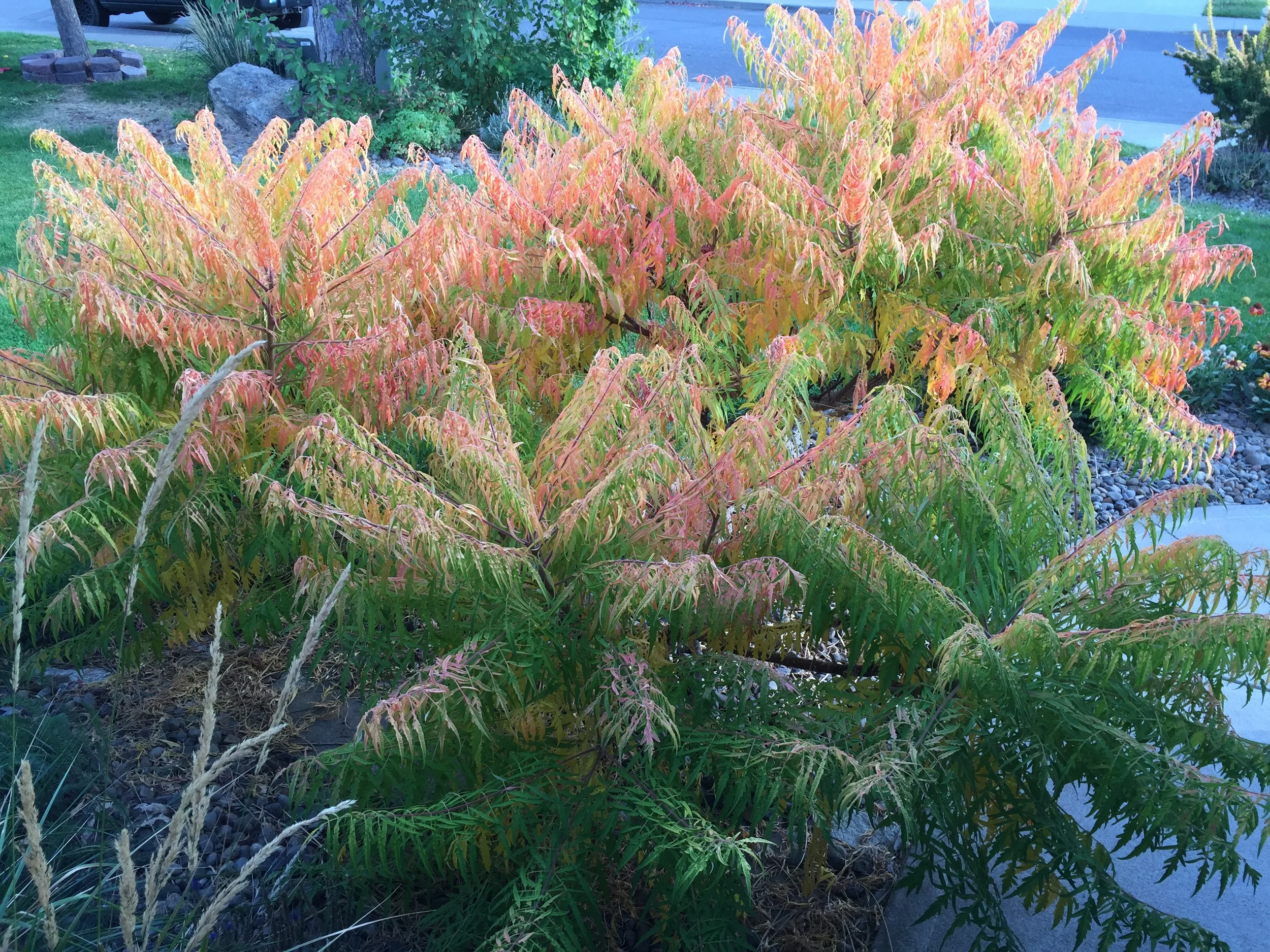 Tiger Eyes Sumac (Rhus typhina 'Bailtiger')