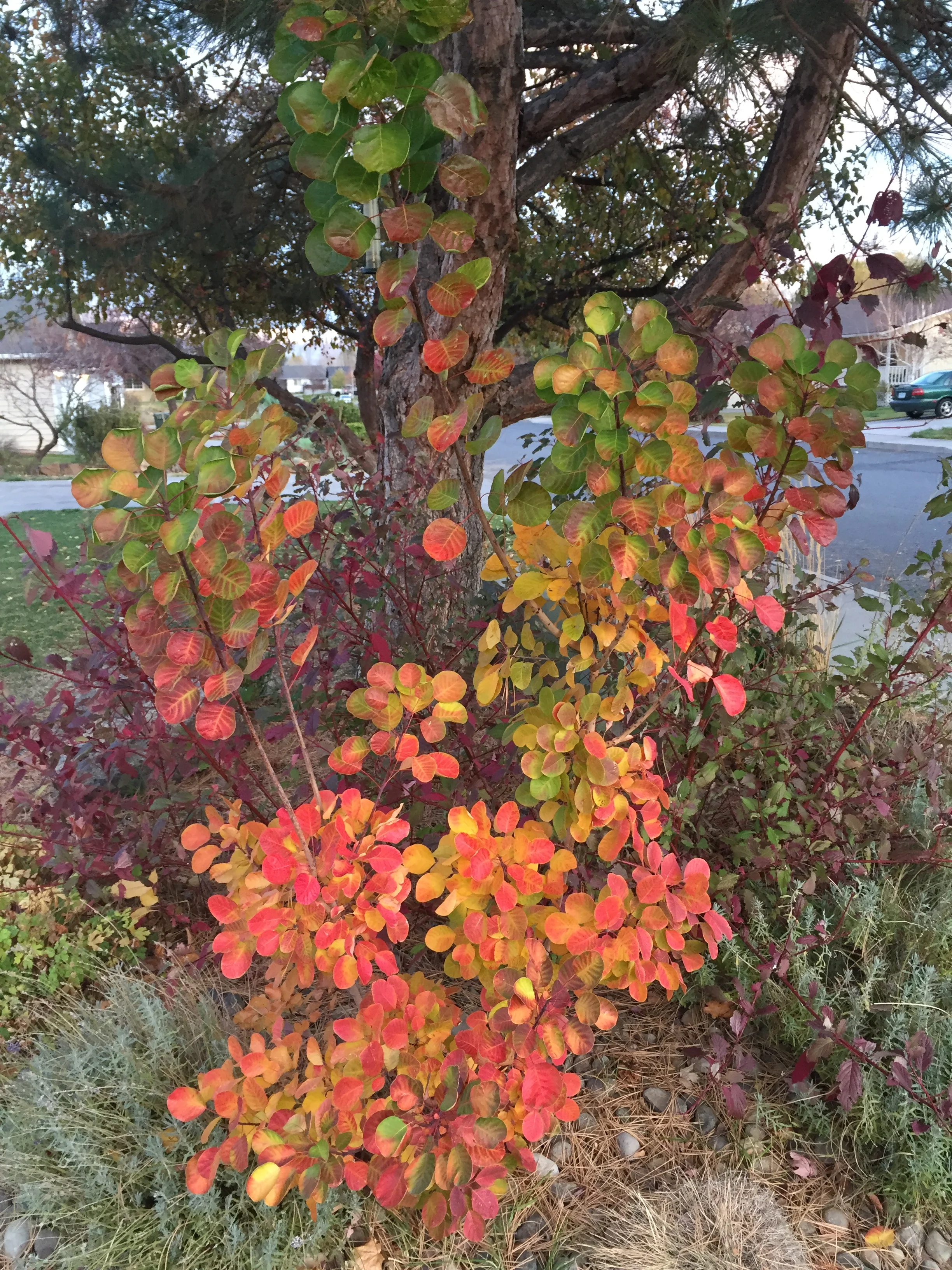 Golden Spirit Smokebush Fall Color (Cotinus coggygria 'Golden Spirit')
