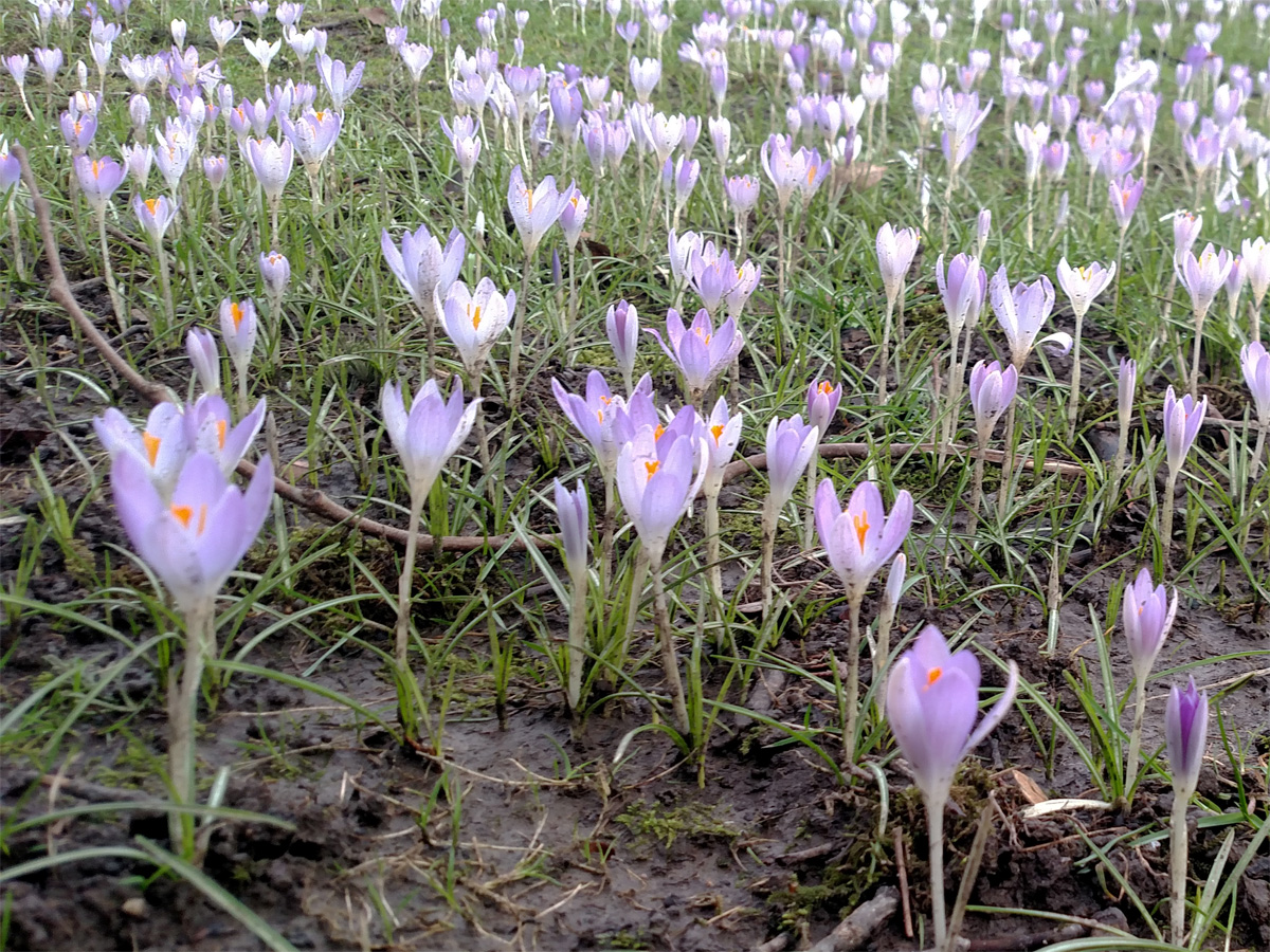 crocus.jpg