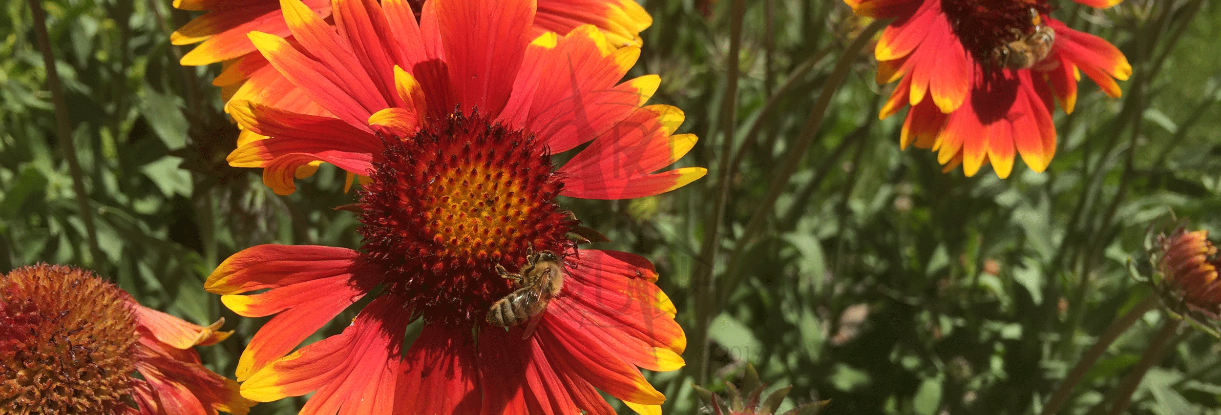 blanket_flower_beesBN.png