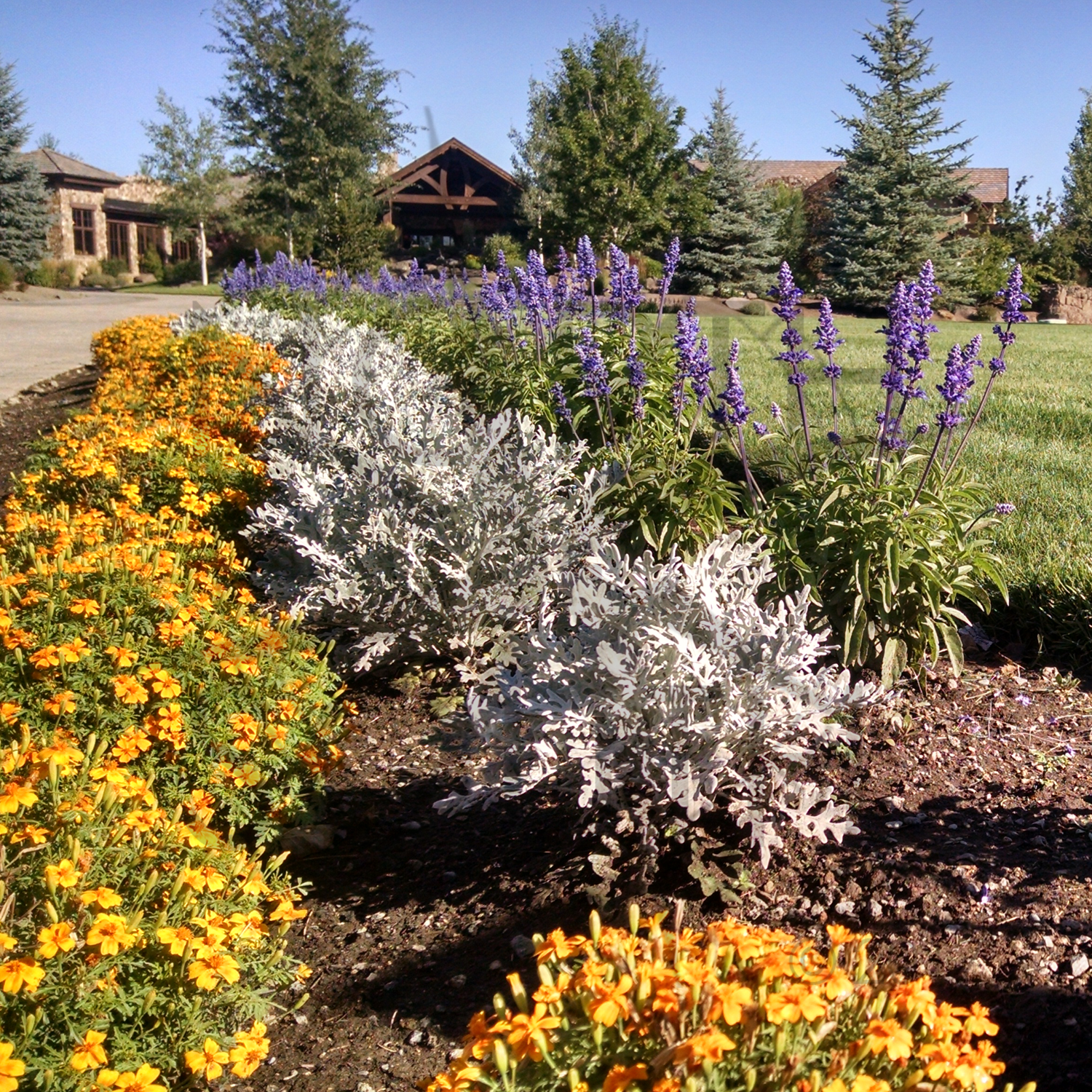 Annual Color Mass Planting