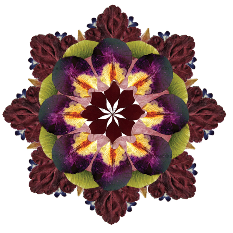 Pressed Leaves & Flower Mandala in Photoshop