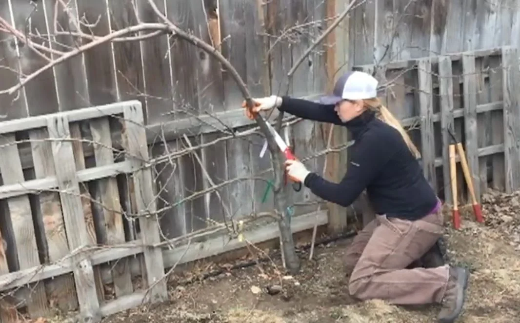 How to prune espalier apple tree — North of South Landscapes