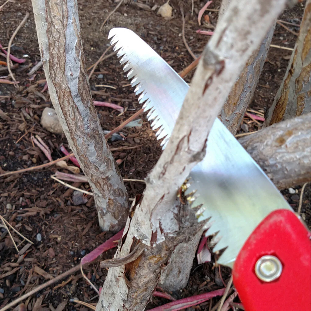 Tree Pruning