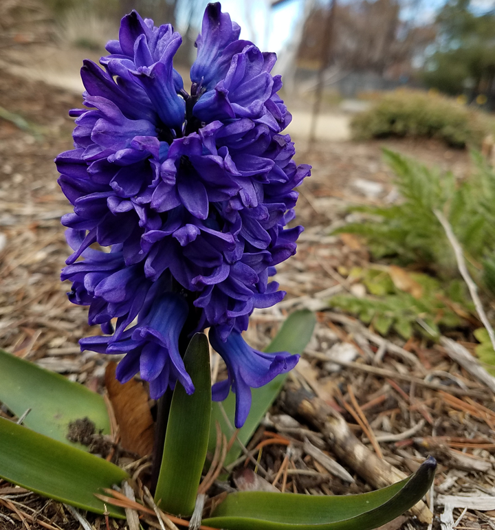 hyacinth.png