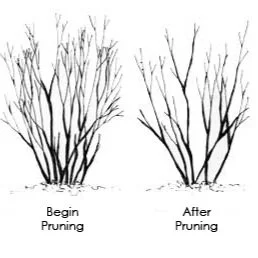 Pruning Flowering Shrubs