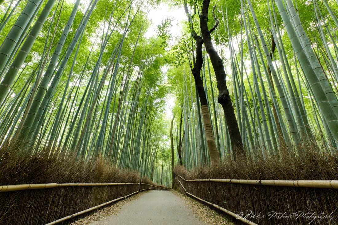 Catalyst Bamboo.JPG