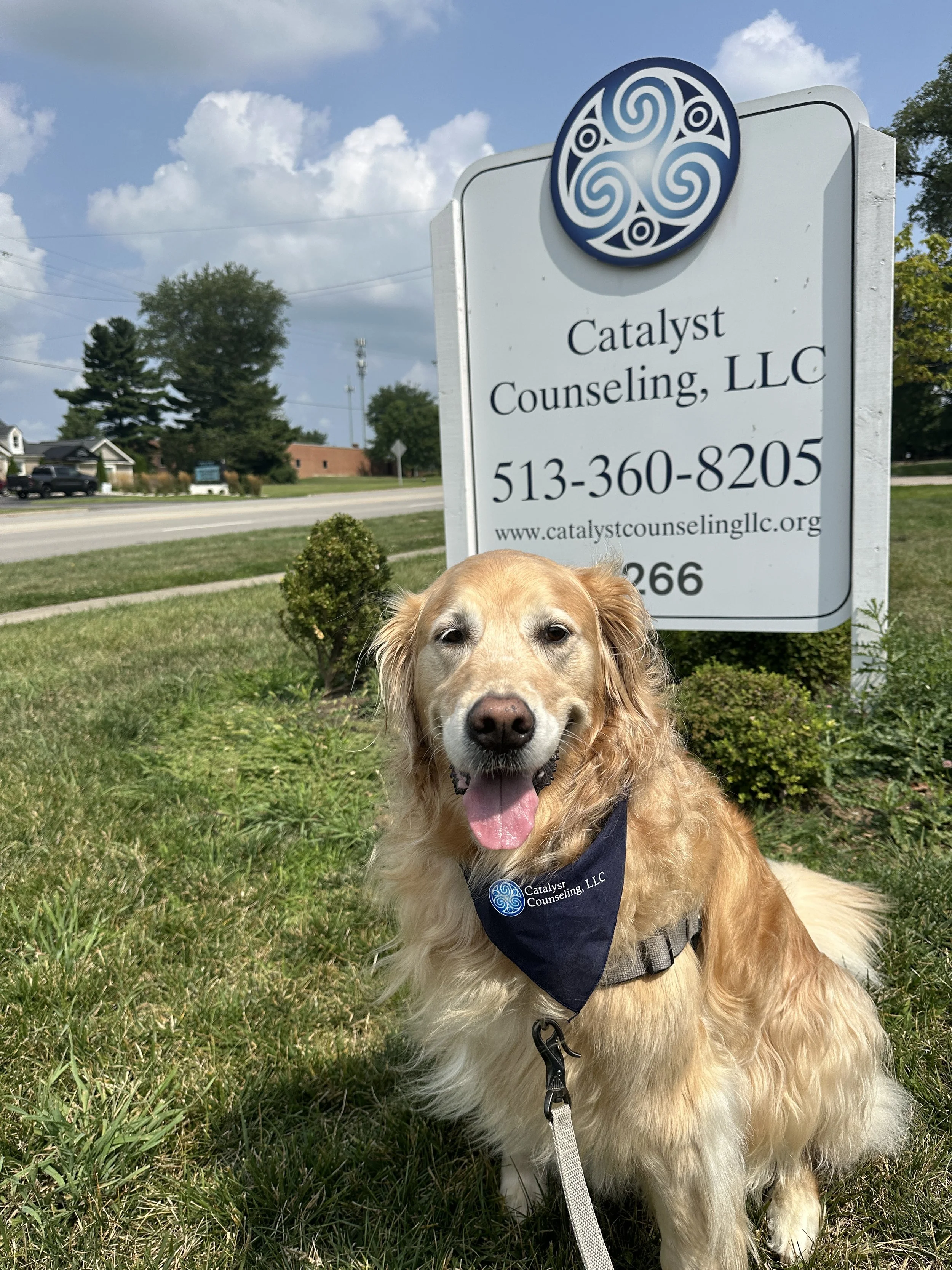 Maple Scanlan, Therapy Dog