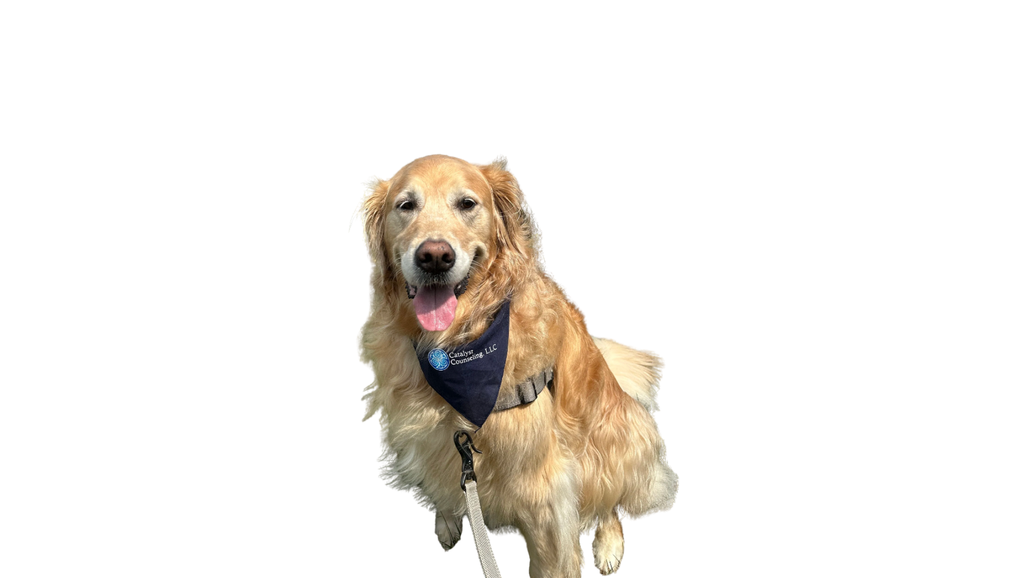 Maple Scanlan, Therapy Dog