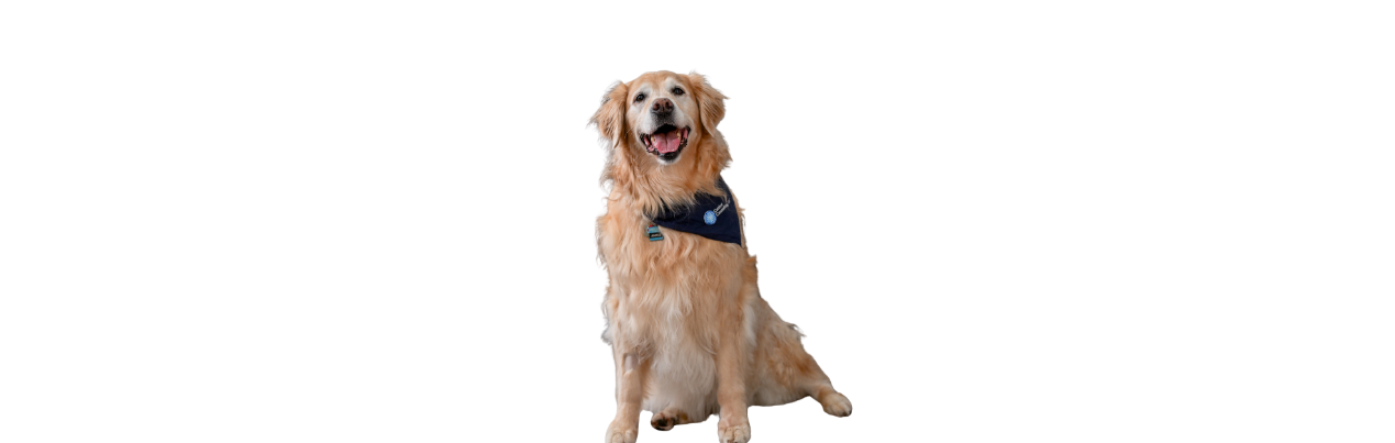Maple Scanlan, Therapy Dog
