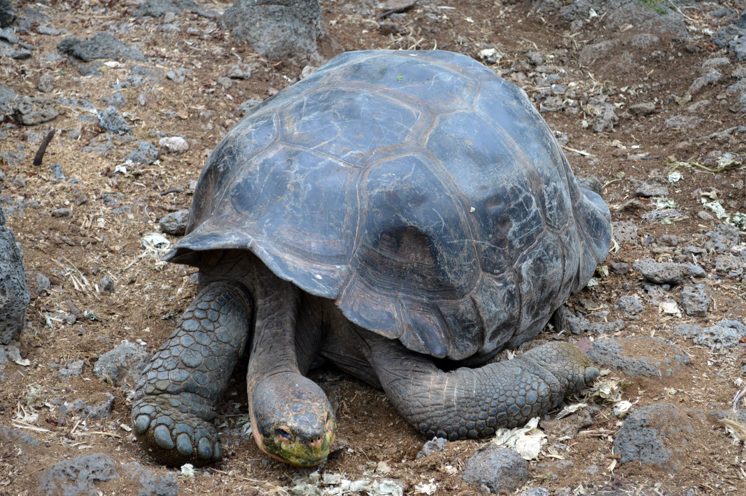 Geochelone sp.